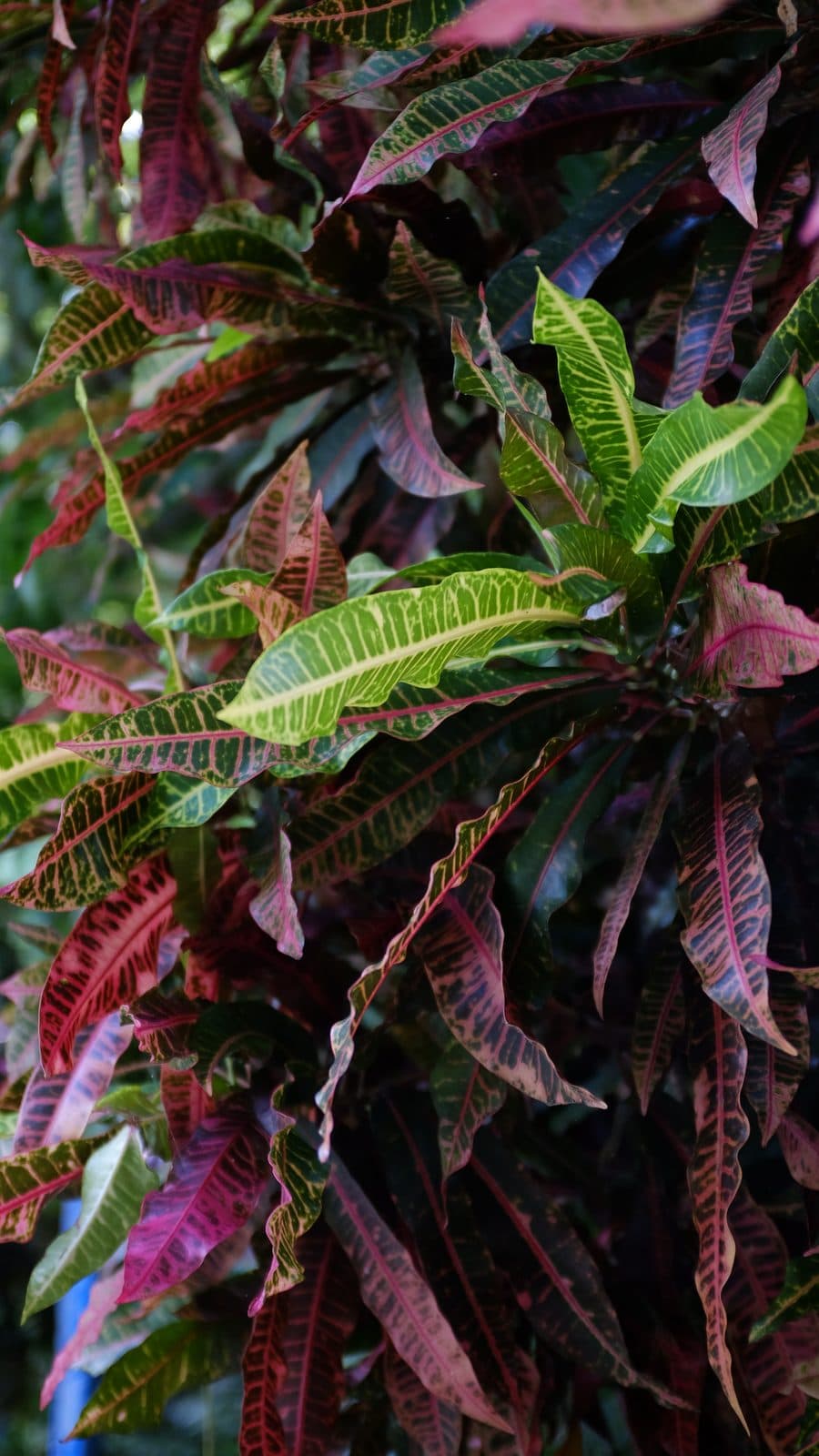 Croton foliage in the gardens of Suchitoto