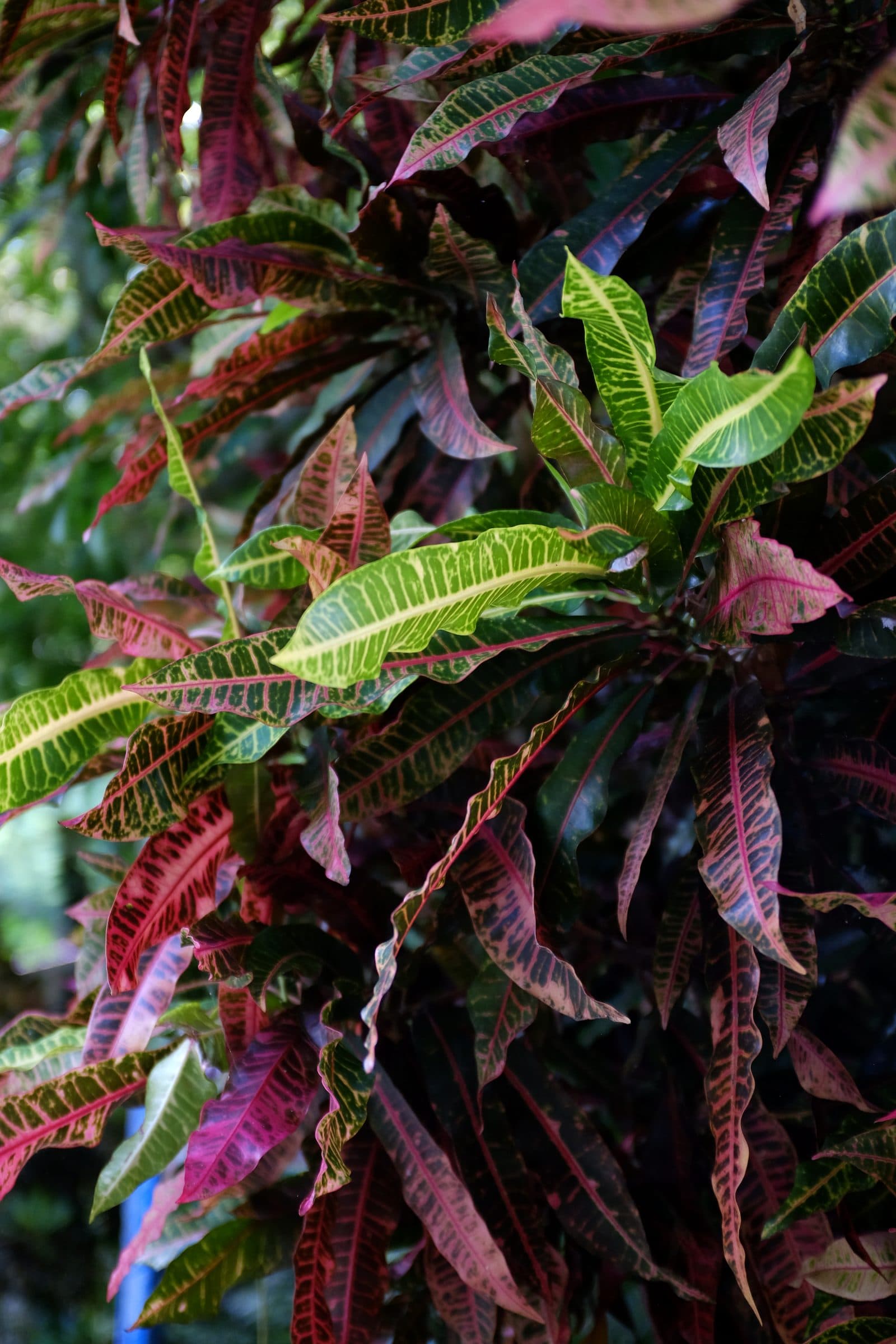 Tropical foliage in a Suchitoto garden