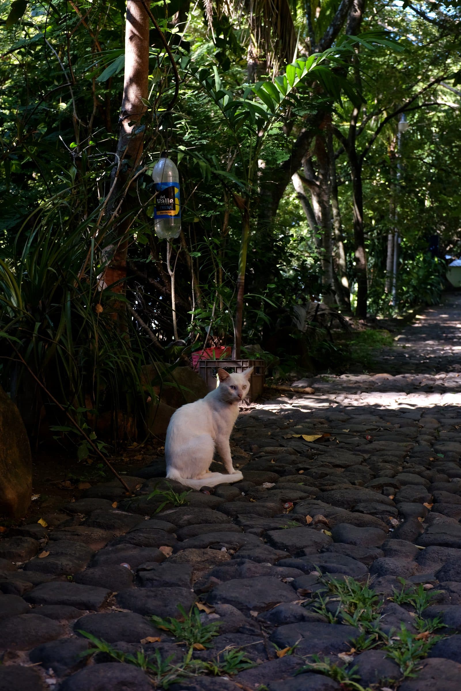 Cobblestone street in the historic centre